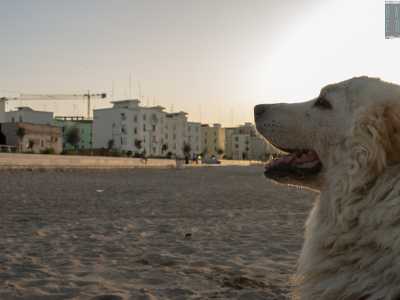 ...il quartiere divenuto �casa� per questo splendido gigante buono